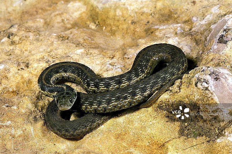 格纹袜带蛇成蛇在岩石上图片素材