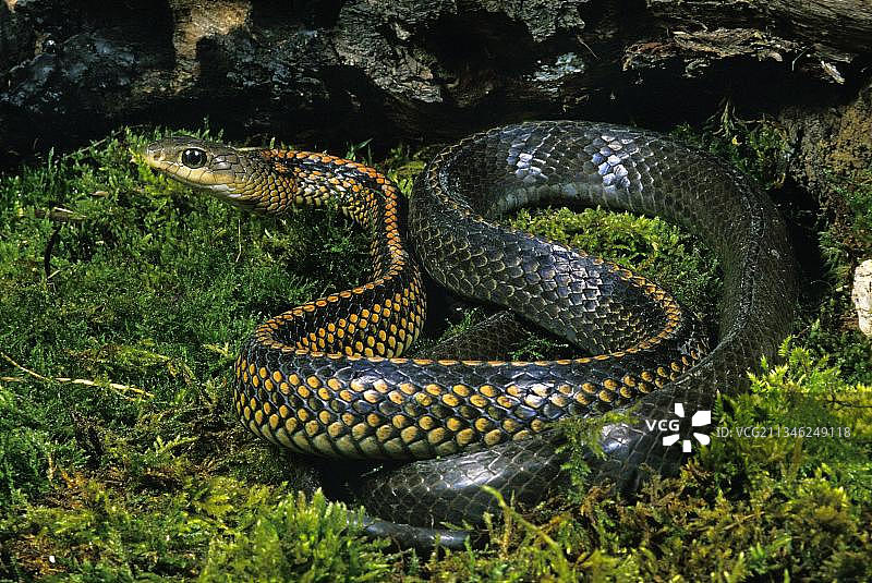 成年鼠蛇图片素材