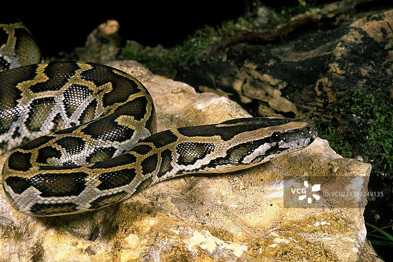 印度蟒图片素材