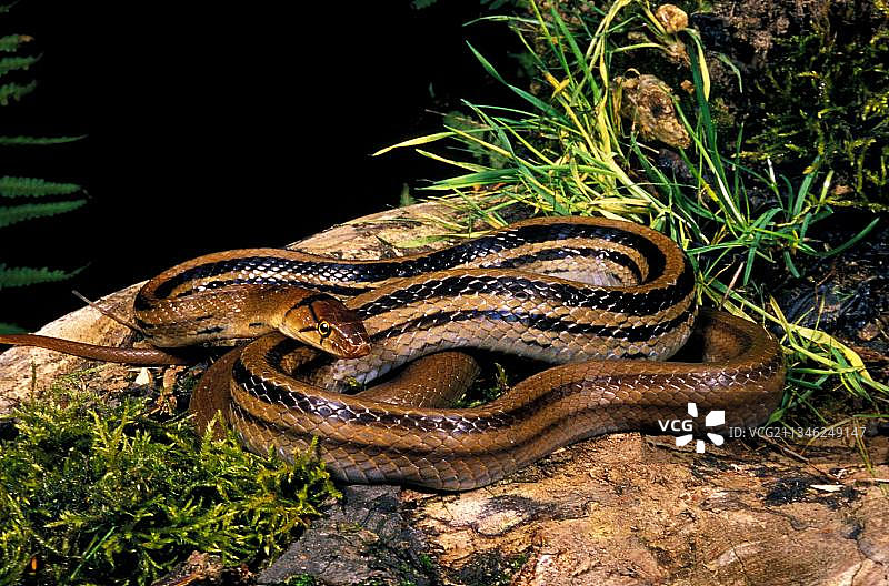 红铜头鼠蛇，放射鼠蛇，成年蛇在树桩上图片素材