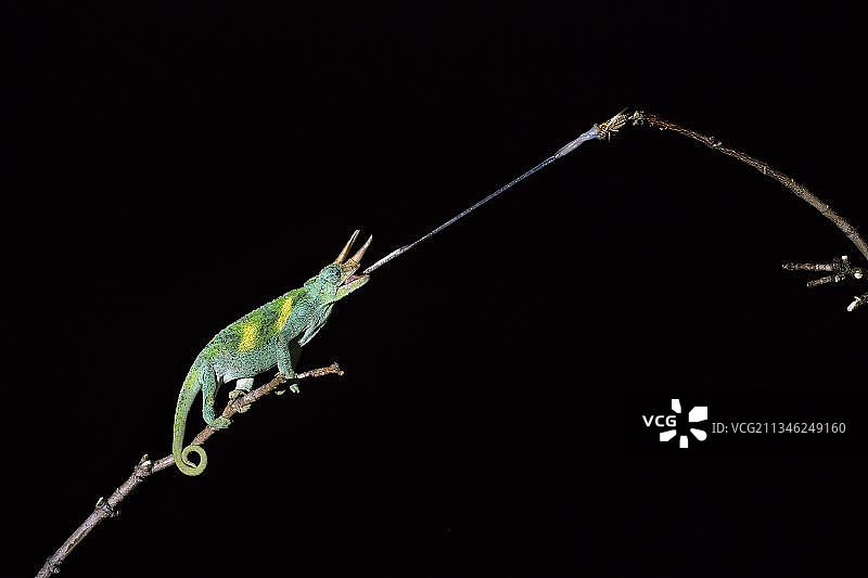 杰克逊变色龙捕食蚱蜢图片素材