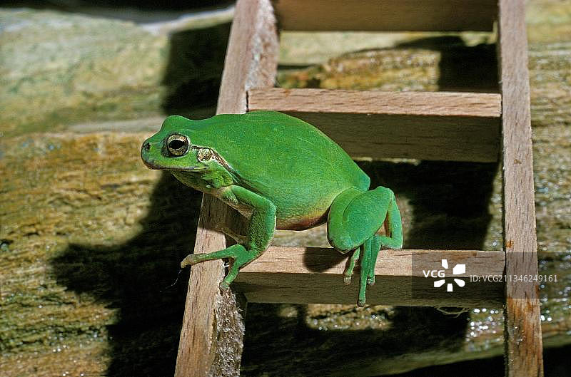 欧洲树蛙成体，气象学象征图片素材