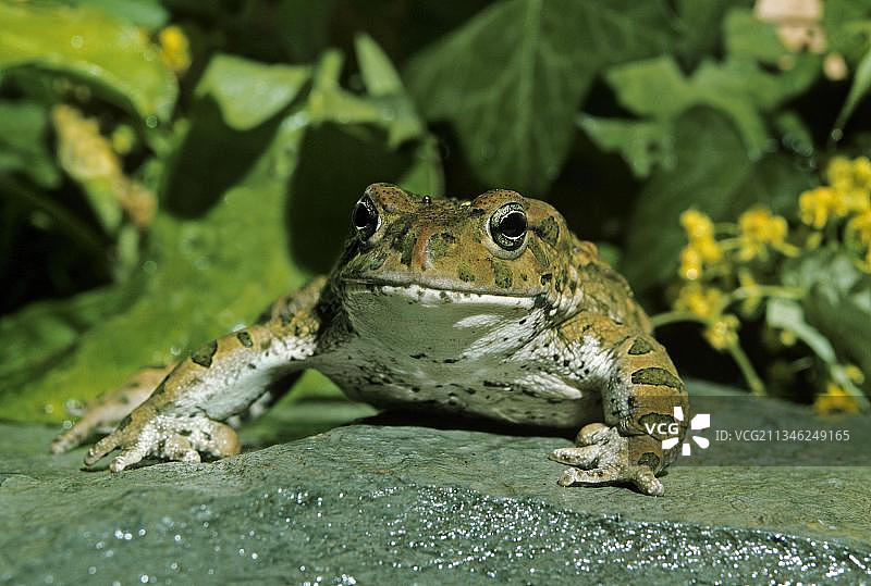 成年欧洲绿蟾蜍图片素材