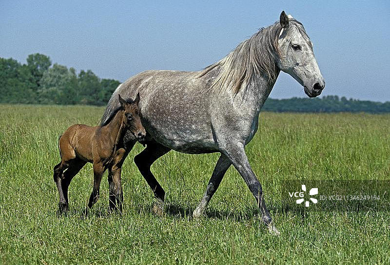 卢西塔诺马，母马和小马驹在草地上图片素材