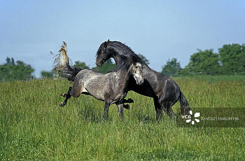 卢西塔诺种马，种马争斗图片素材