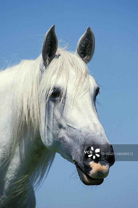 成年卢西塔诺马肖像图片素材