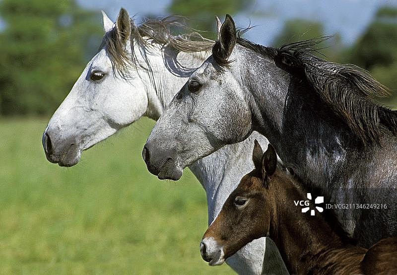 卢西塔诺马，母马和小马驹图片素材