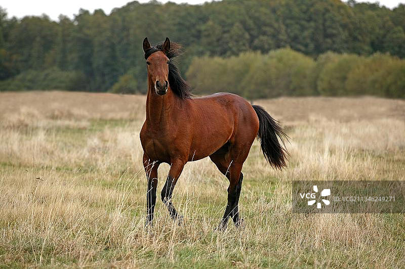 卢西塔诺马站立在干燥的草地上图片素材