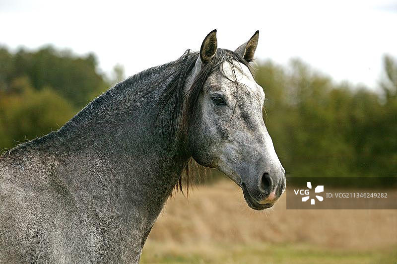 卢西塔诺种马，种马的肖像图片素材