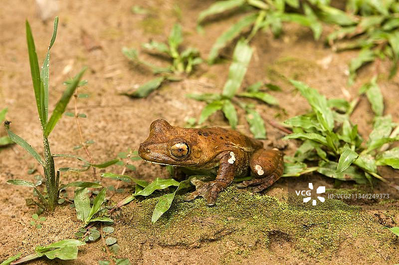秘鲁马努国家公园的兰氏雨蛙图片素材