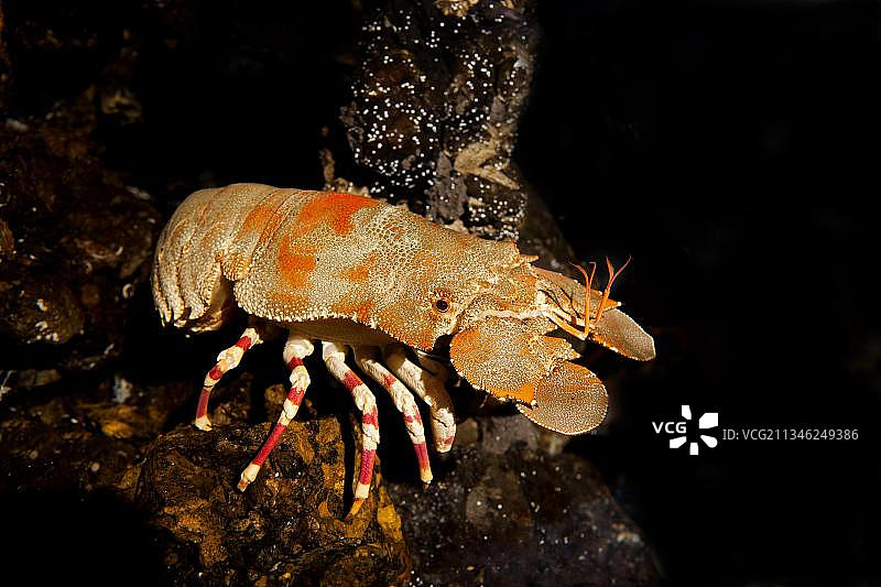 伊丽莎白铲虾，南非图片素材