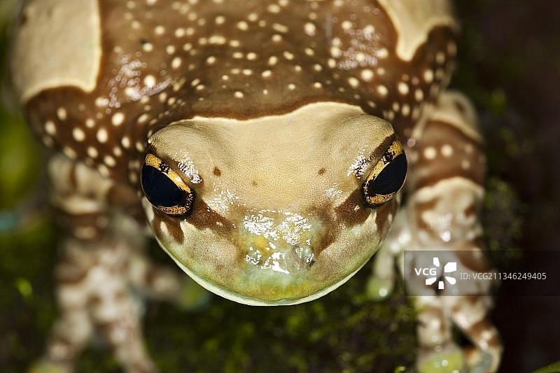 亚马逊牛奶蛙成年个体肖像图片素材