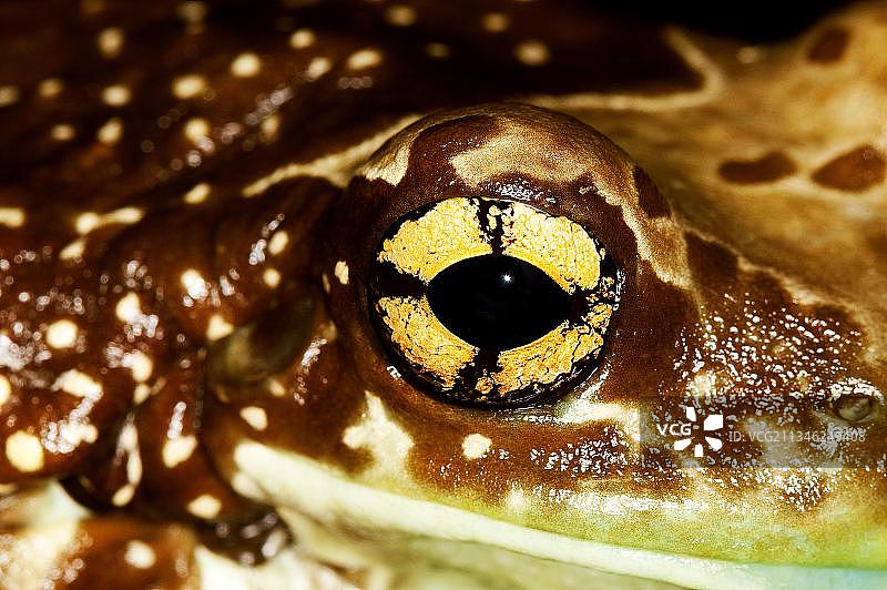 亚马逊牛奶蛙（phrynohyas resinifictrix），眼睛特写图片素材