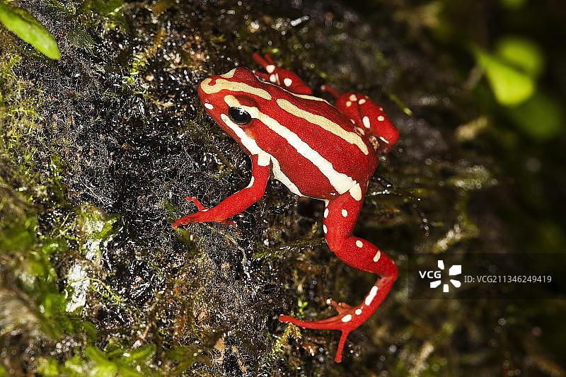 幻影毒蛙：来自南美的成年毒蛙图片素材