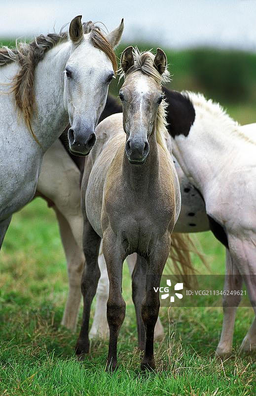 美国鞍座马母马和小马驹图片素材