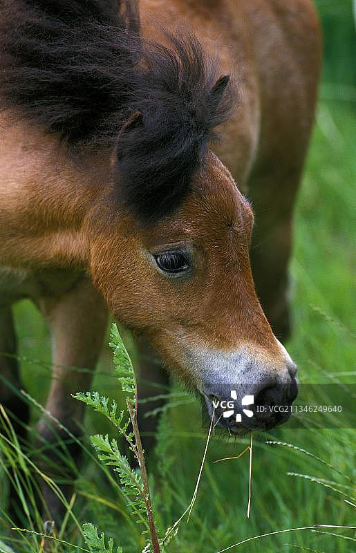 成年美国迷你马图片素材