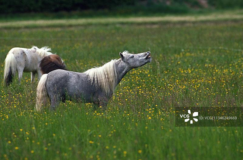 草地上站立的美国迷你马图片素材