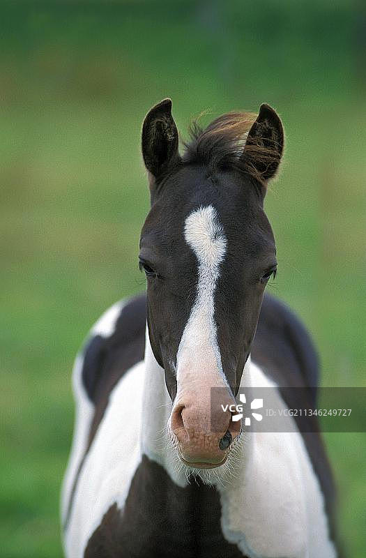 花马驹肖像图片素材