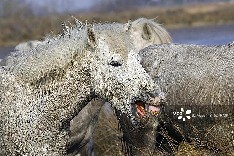 卡马格马群站在法国南部卡马格地区的圣玛丽德拉梅尔沼泽地中图片素材