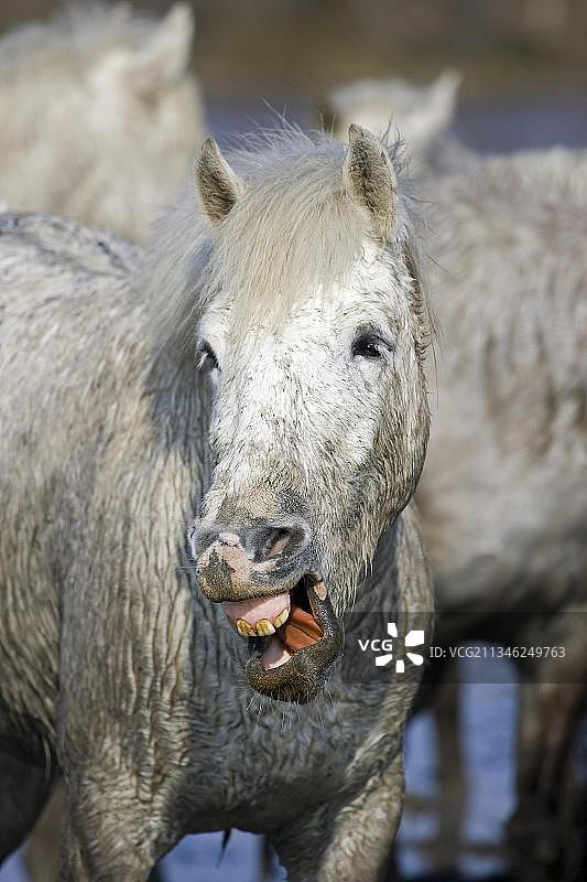 卡马格马，滑稽的脸，圣玛丽德拉梅尔图片素材