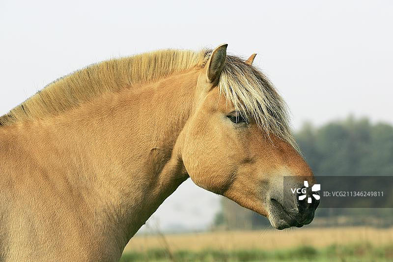挪威峡湾马种公马肖像图片素材