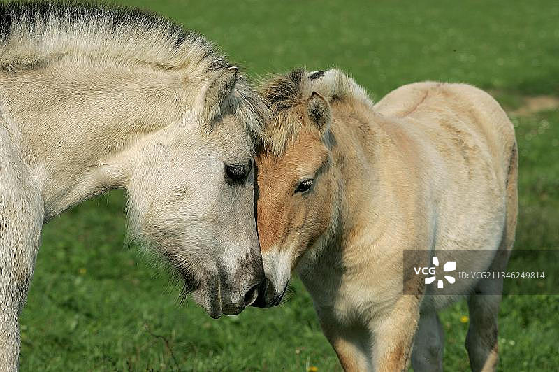挪威峡湾马与小马驹图片素材
