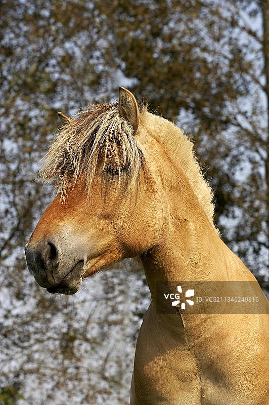 挪威峡湾马肖像图片素材