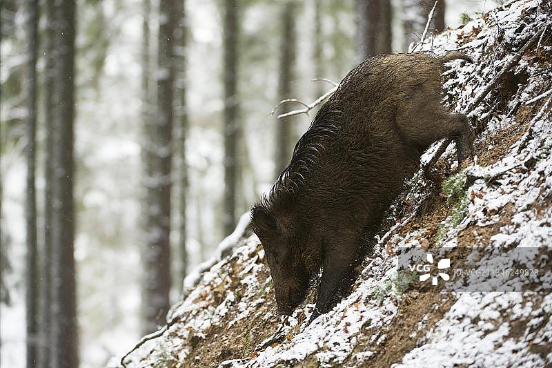 德国莱茵兰-普法尔茨道恩的野猪图片素材