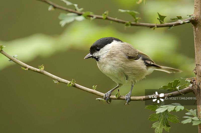 沼泽山雀图片素材