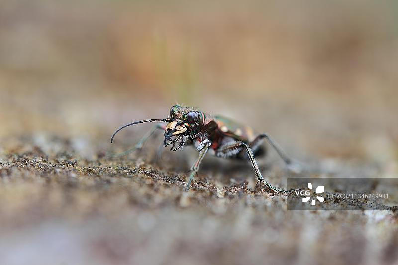 沙丘甲虫图片素材