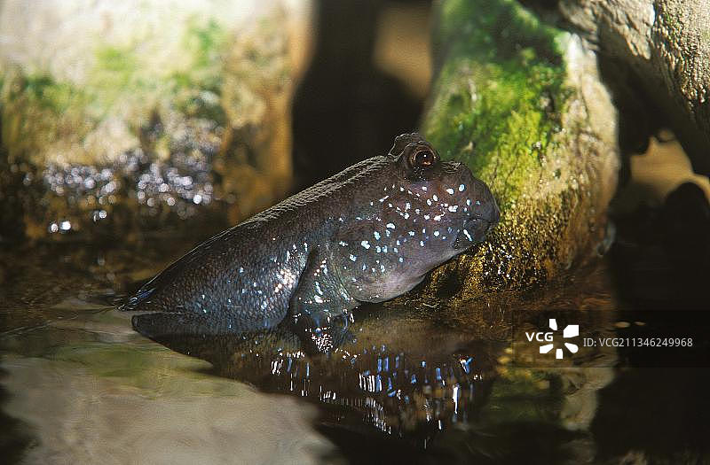从水中出来的成年弹涂鱼图片素材