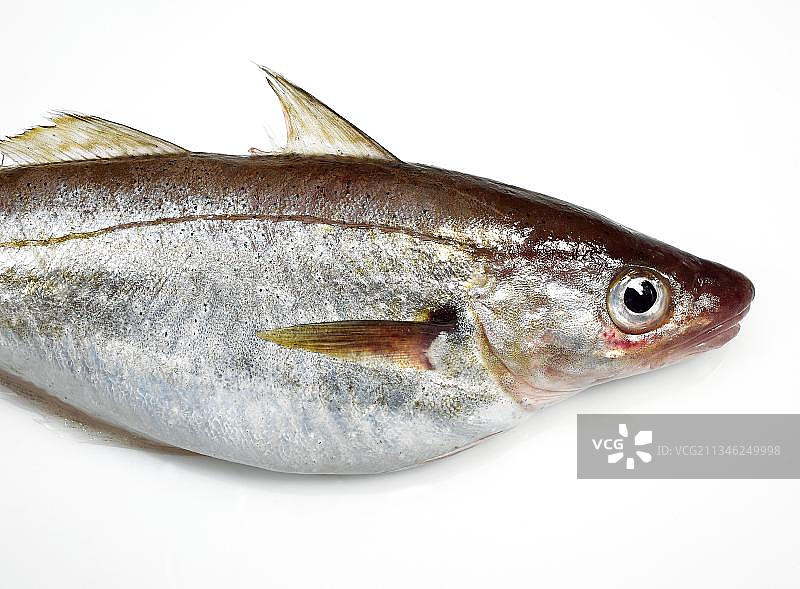鳕鱼，新鲜的鳕鱼，白色背景图片素材