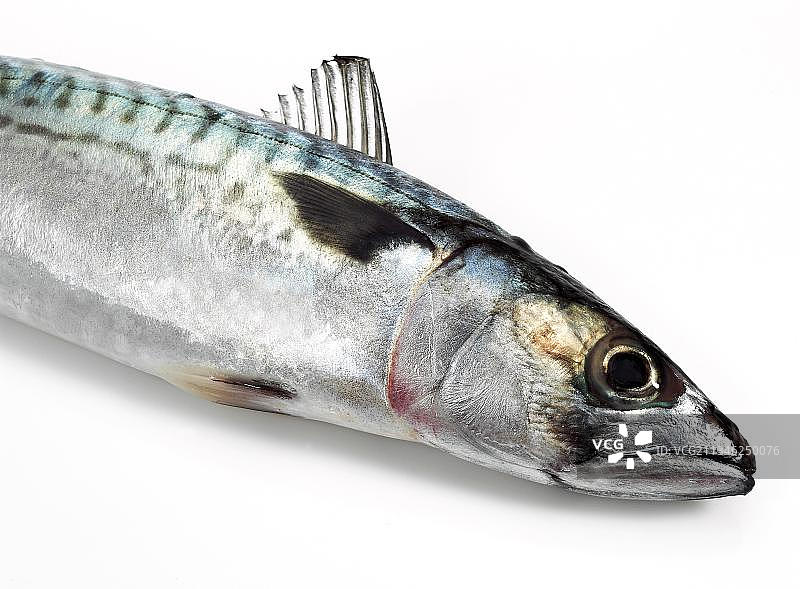 白色背景上的新鲜鲭鱼图片素材