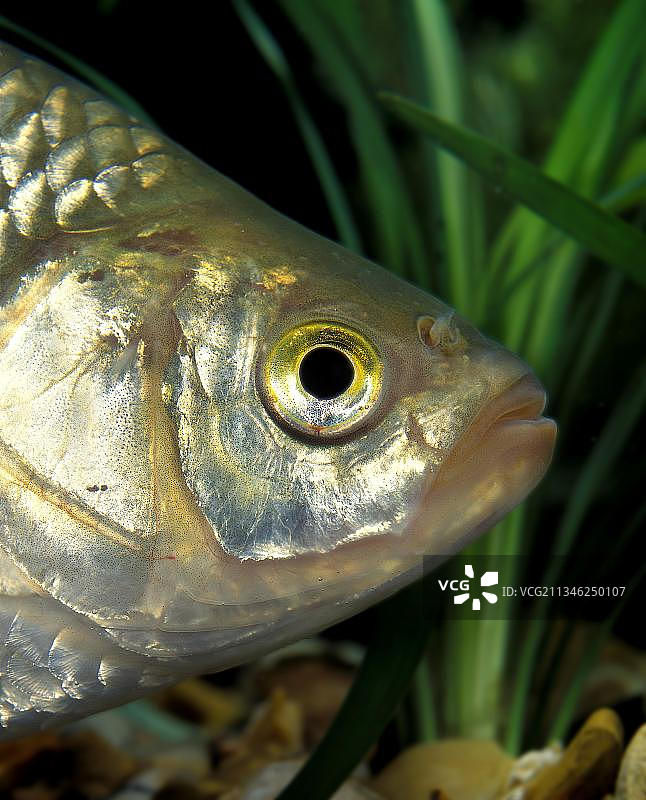 红眼鱼头部特写图片素材