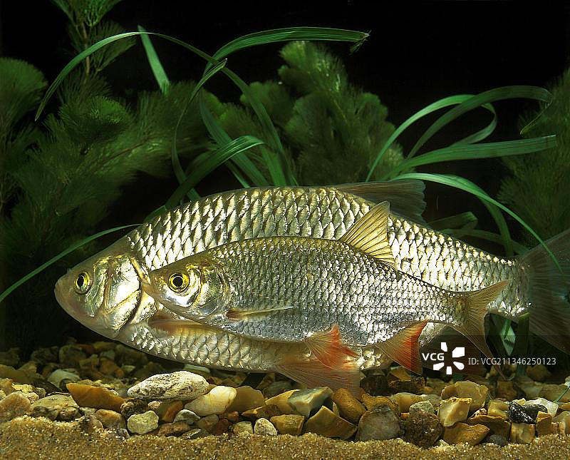 红眼鱼图片素材