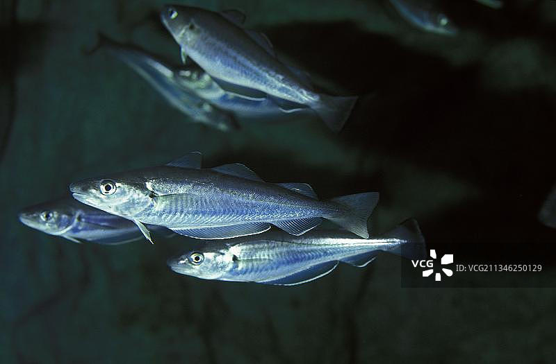 鳕鱼类鱼图片素材