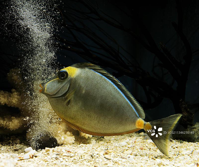 牛头 surgeonfish，黄环鼻 surgeon，其他动物，鱼，鲈鱼类，动物，surgeonfish，Naso Tang，naso lituratus，成年图片素材