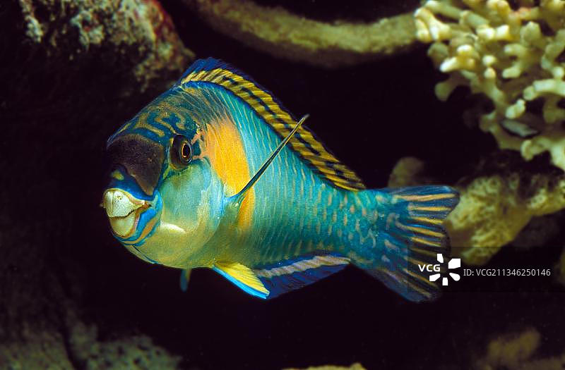 杂色鹦嘴鱼图片素材