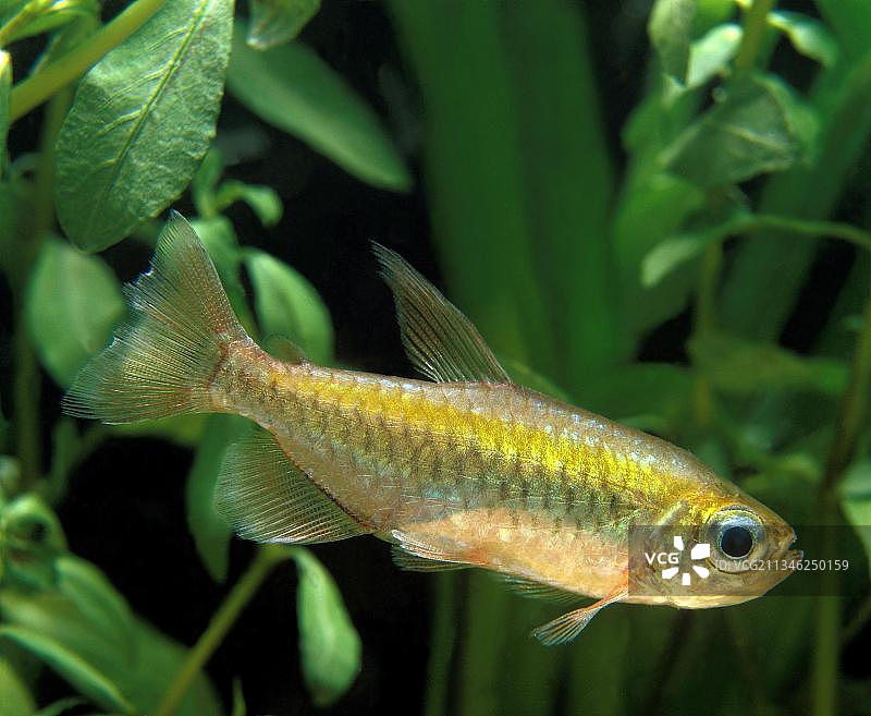 刚果四线鱼，观赏鱼图片素材