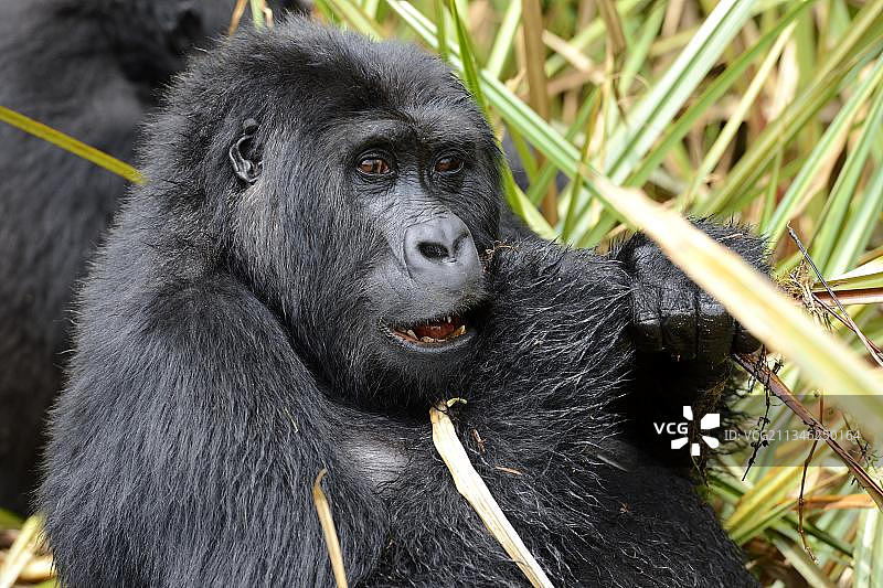 东部低地大猩猩图片素材
