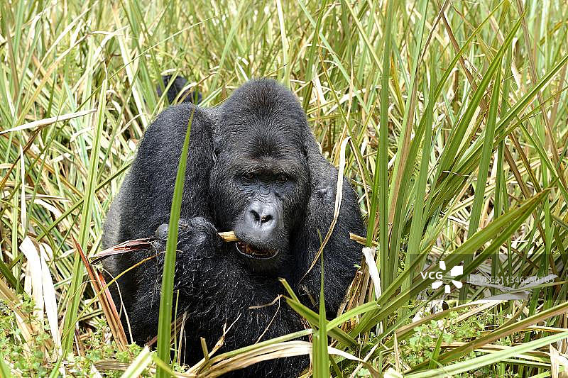 东部低地大猩猩图片素材