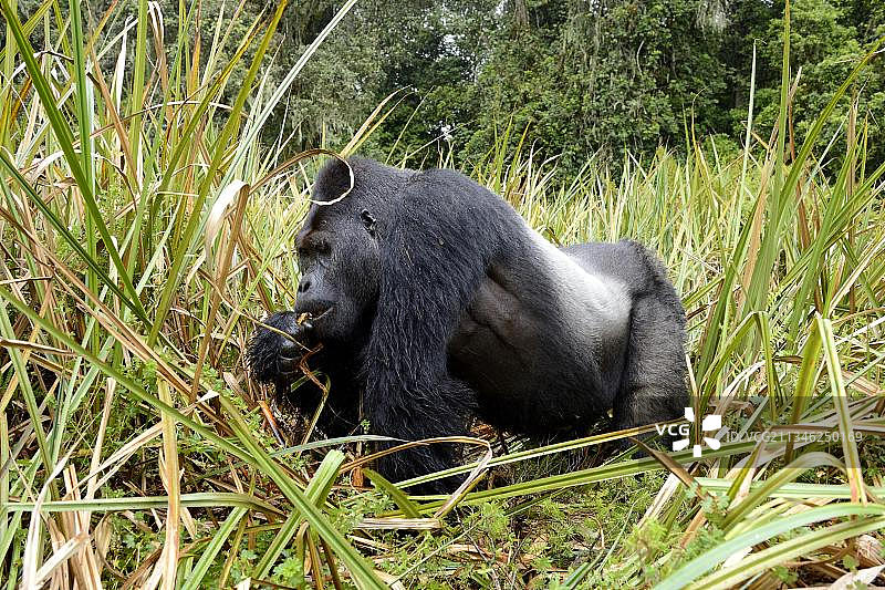 东部低地大猩猩图片素材