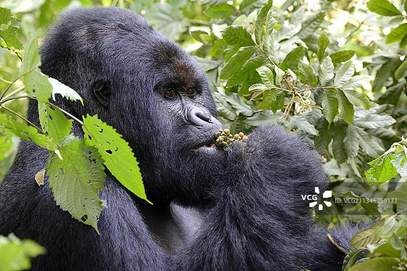 吃水果的雄性银背山地大猩猩肖像，刚果民主共和国维龙加国家公园图片素材