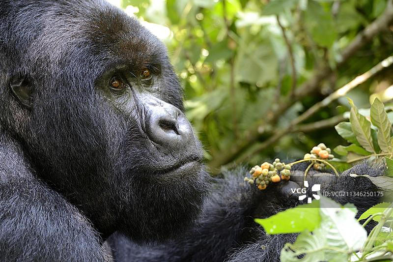 吃水果的雄性银背山地大猩猩肖像，刚果民主共和国维龙加国家公园图片素材