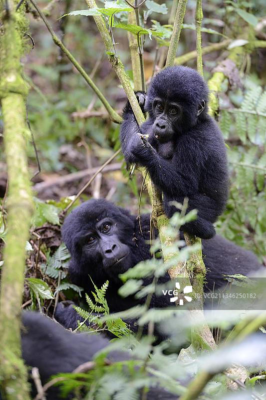带着幼崽的雌性山地大猩猩图片素材