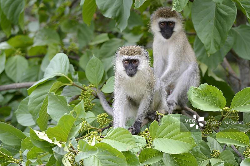 绿猴，非洲绿猴，猴子，哺乳动物，动物，树上的非洲绿猴，阿卡盖拉国家公园，卢旺达，非洲图片素材