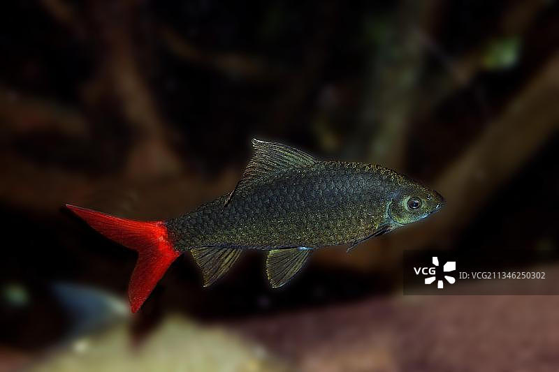 红尾黑鲨图片素材