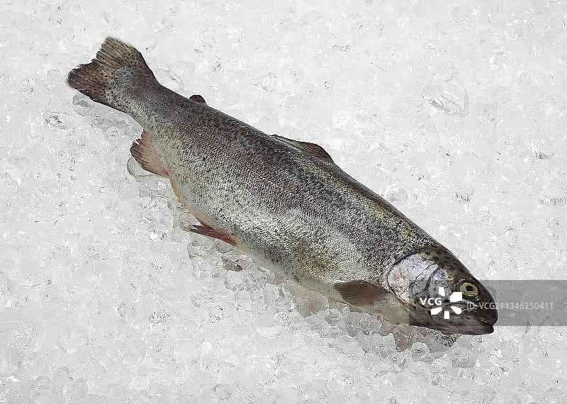 冰上的新鲜虹鳟鱼图片素材