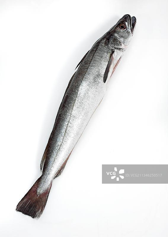 鳕鱼、其他动物、鱼、动物、鳕鱼、白色背景上的新鲜鳕鱼图片素材