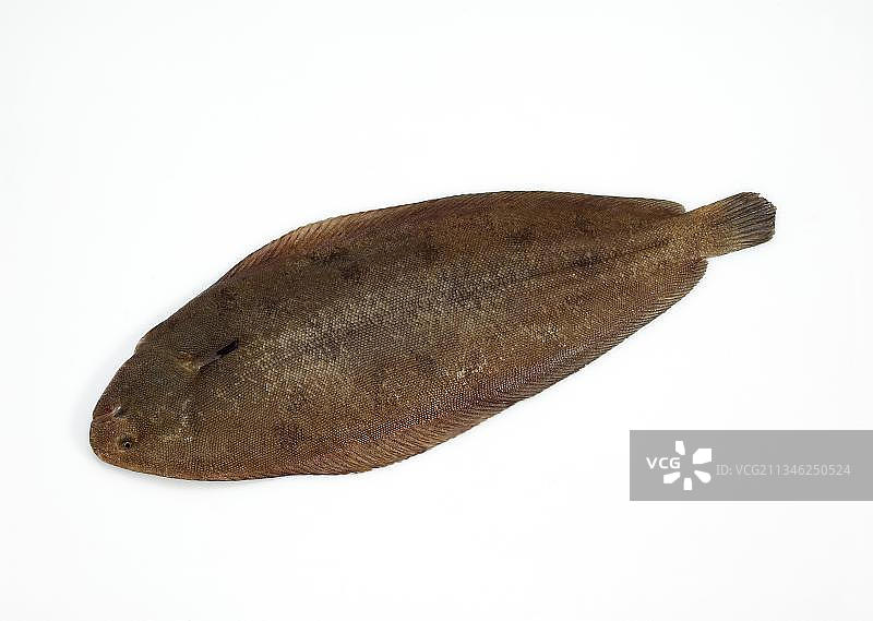 鲽鱼，其他动物，鱼，比目鱼，动物，白色背景下的新鲜鲽鱼图片素材